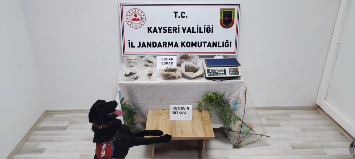 KAYSERİ JANDARMA'DAN KENEVİR OPERASYONU...