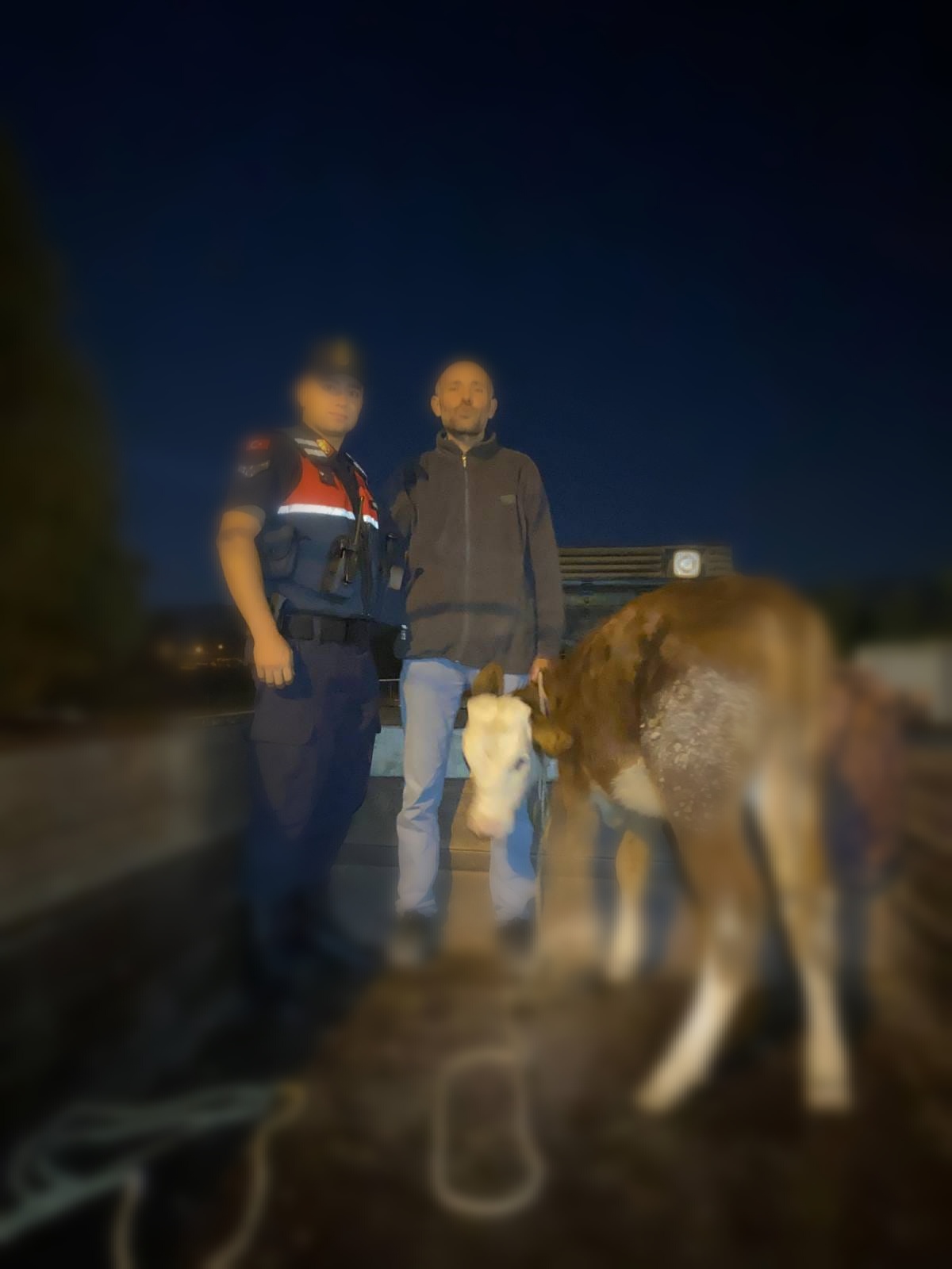 Jandarma Büyükbaş Hayvan Hırsızlık olayını Çözdü