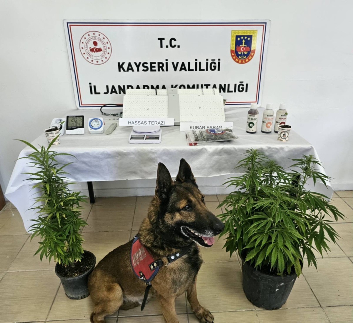 Kayseri Jandarma, yasa dışı kenevir eken şahsı yakaladı 