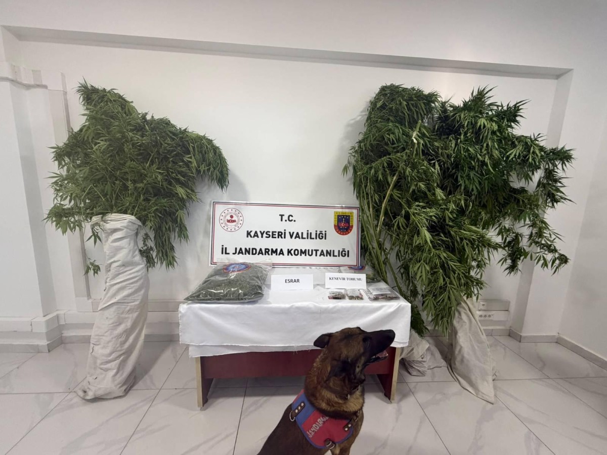 Bahçesine yasa dışı kenevir eken şahıs yakalandı